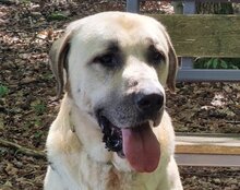 ARES, Hund, Kangal in Neustadt - Bild 13