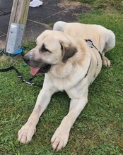 ARES, Hund, Kangal in Neustadt - Bild 14