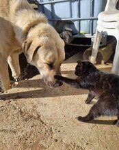 ARES, Hund, Kangal in Neustadt - Bild 17