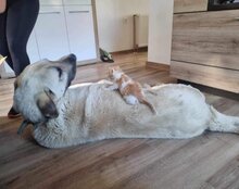 ARES, Hund, Kangal in Neustadt - Bild 18