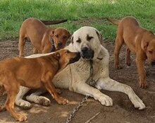 ARES, Hund, Kangal in Neustadt - Bild 19