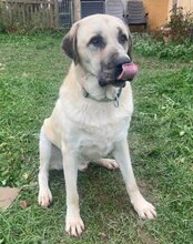 ARES, Hund, Kangal in Neustadt - Bild 2