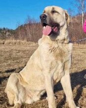 ARES, Hund, Kangal in Neustadt - Bild 4