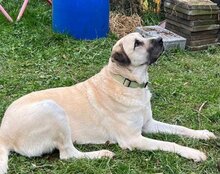 ARES, Hund, Kangal in Neustadt - Bild 6