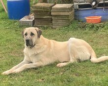 ARES, Hund, Kangal in Neustadt - Bild 7