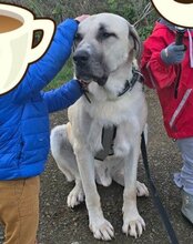 ARES, Hund, Kangal in Neustadt - Bild 8