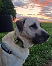 ARES, Hund, Kangal in Neustadt - Bild 9