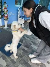 CHILLI, Hund, Mischlingshund in Liechtenstein - Bild 10