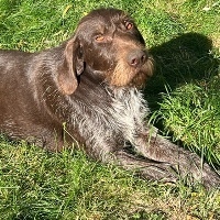 BESS, Hund, Deutsch Drahthaar in Rumänien - Bild 1