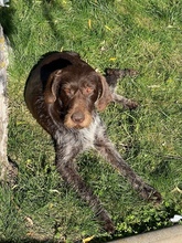 BESS, Hund, Deutsch Drahthaar in Rumänien - Bild 10