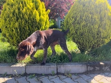 BESS, Hund, Deutsch Drahthaar in Rumänien - Bild 3