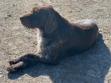 BESS, Hund, Deutsch Drahthaar in Rumänien - Bild 4