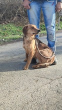 FERDINAND, Hund, Mischlingshund in Ungarn - Bild 7