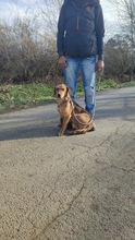 FERDINAND, Hund, Mischlingshund in Ungarn - Bild 8