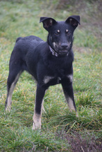 DOBBY, Hund, Mischlingshund in Ungarn - Bild 1