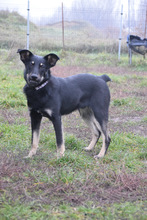 DOBBY, Hund, Mischlingshund in Ungarn - Bild 2