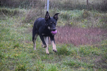 DOBBY, Hund, Mischlingshund in Ungarn - Bild 3