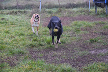 DOBBY, Hund, Mischlingshund in Ungarn - Bild 4