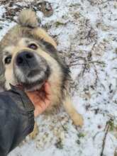 PEPSI, Hund, Mischlingshund in Hüllhorst - Bild 10