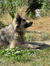 PEPSI, Hund, Mischlingshund in Hüllhorst - Bild 3