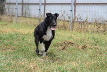 MAGNUS, Hund, Mischlingshund in Ungarn - Bild 4