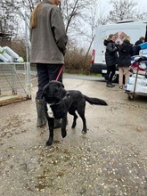 BUSA, Hund, Mischlingshund in Kerpen - Bild 12