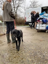 BUSA, Hund, Mischlingshund in Kerpen - Bild 13