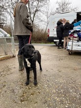 BUSA, Hund, Mischlingshund in Kerpen - Bild 16