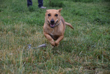 PIA, Hund, Mischlingshund in Ungarn - Bild 2