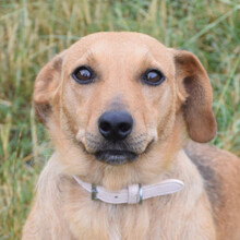 PIA, Hund, Mischlingshund in Ungarn - Bild 4