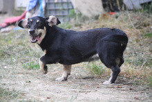 ESTHER, Hund, Mischlingshund in Ungarn - Bild 2