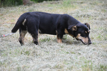 ESTHER, Hund, Mischlingshund in Ungarn - Bild 3