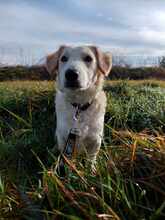 ANGUS, Hund, Mischlingshund in Ungarn - Bild 2