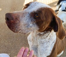 HELENA, Hund, Mischlingshund in Italien - Bild 2