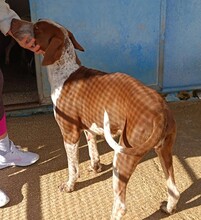 HELENA, Hund, Mischlingshund in Italien - Bild 3