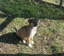 ZELDA, Hund, Mischlingshund in Rumänien - Bild 1