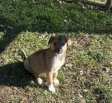 ZELDA, Hund, Mischlingshund in Rumänien - Bild 2