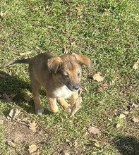 ZELDA, Hund, Mischlingshund in Rumänien - Bild 3