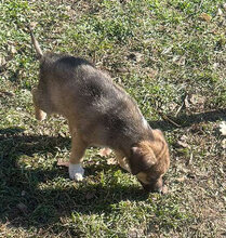 ZELDA, Hund, Mischlingshund in Rumänien - Bild 4