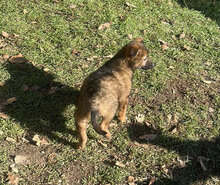 ZALIK, Hund, Mischlingshund in Rumänien - Bild 3