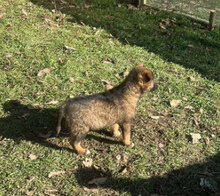 ZALIK, Hund, Mischlingshund in Rumänien - Bild 5