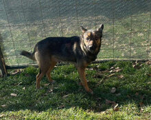 ZOEY, Hund, Mischlingshund in Rumänien - Bild 3