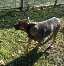 ZOEY, Hund, Mischlingshund in Rumänien - Bild 4