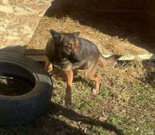 ZOEY, Hund, Mischlingshund in Rumänien - Bild 5