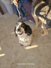 BALI, Hund, Cocker Spaniel in Gelsenkirchen - Bild 5