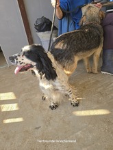 BALI, Hund, Cocker Spaniel in Gelsenkirchen - Bild 6