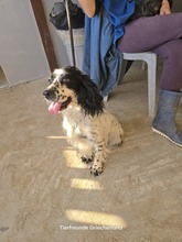 BALI, Hund, Cocker Spaniel in Gelsenkirchen - Bild 8