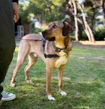 MARLEY, Hund, Mischlingshund in Griechenland - Bild 3