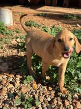 BAILEY, Hund, Jagdhund-Mix in Griechenland - Bild 3