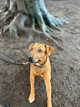 SIMBA, Hund, Labrador-Mix in Hamburg - Bild 2